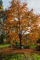 Davidia involucrata, Mouchoir ou Colombe, un arbre à feuilles caduques