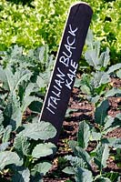 Chou noir italien écrit en blanc sur marqueur de plante en bois noir ou étiquette