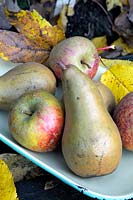Pyrus communis 'Conférence', Malus domestica 'Kent Malling' - Poires et pommes en émail avec des feuilles d'automne