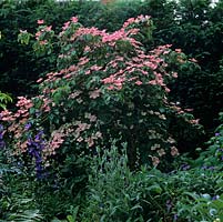 Cornus florida Rainbow, un joli petit arbre à bractées roses au début de l'été.