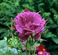 Rosa 'Rhapsody in Blue' a des fleurs de couleur prune irisées. Un arbuste à fleurs roses en juin