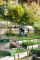 Une femme s'occupe des jardins de fleurs et de légumes en terrasses dans la vieille ville historique de Berne, Suisse
