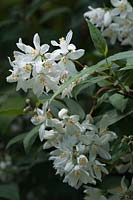 Deutzia scabra 'Suspensa'