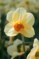 Narcisse 'altruiste'