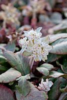 Chrysosplenium macrophyllum, février