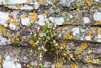 Cymbalaria muralis - Crapaud à feuilles de lierre poussant sur le mur du jardin