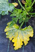 Jaunissement des feuilles des courgettes, peut-être causé par des conditions sèches ou froides