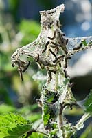 Petites chenilles papillon écaille de tortue - Aglais urticae, en toile communautaire, tente larvaire sur l'ortie