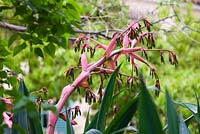 Beschorneria yuccoides fleurs