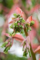 Beschorneria yuccoides, gros plan de fleurs