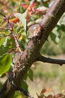 Gommage ou gommose sur branche d'abricotier