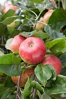 Malus domestica 'Brown's Apple' - Pomme à cidre