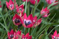Tulipa hageri 'Little Beauty', ouverte au soleil