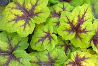 x Heucherella 'Stoplight'