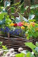 Parterre de fleurs surélevé en osier avec des annuelles pour attirer les animaux utiles. Zinnia 'Thumbelina', Lobelia erinus, Tropaeolum majus