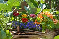 Parterre de fleurs surélevé en osier avec des annuelles pour attirer les animaux utiles. Zinnia 'Thumbelina', Lobelia erinus, Tropaeolum majus