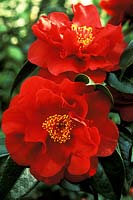 Camellia japonica 'Bob Hope', gros plan de fleurs
