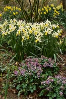 Association printanière - variétés de narcisses - jonquille, dont 'February Silver', Corydalis solida, Broadlands Garden, Dorset NGS