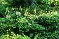 Jardin boisé avec rodgersia meconopsis cambrica, fougère astrantia à l'ombre, Cambridge University Botanic Gardens