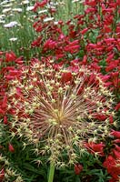 Tête de graine d'Allium cristophii avec Penstemon 'Andenken an Friedrich Hahn' en arrière-plan, jardin sec Beth Chatto