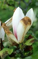 Dommages causés par le gel sur la fleur de magnolia