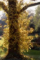 Hydrangea anomala ssp petiolaris arbre formé