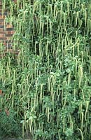 Itea ilicifolia - Sweet Spire à feuilles de houx poussant sur le mur, juillet