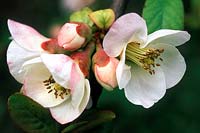 Chaenomeles cathayensis, coing en fleurs, mars