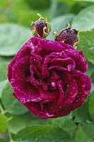Rosa 'Souvenir du Docteur Jamain' - hybride grimpant rose perpétuelle, fleur rouge foncé avec goutte d'eau