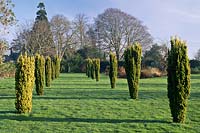 Avenue de Taxus baccata 'Fastigiata Aurea' - if irlandais sur pelouse, plantes de jardin Cambridge