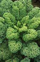 Kale 'Dwarf Green Curled' close-up de feuillage. Unwins Seeds Ltd