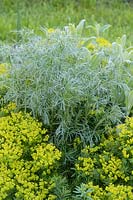 Artemisia campestris subsp. campestris - feuillage d'absinthe des champs avec euphorbe, collection nationale Elsworth, Cambridgeshire