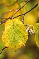 Corylus avellana, gros plan des feuilles avec la couleur d'automne et les jeunes chatons