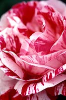 Rosa 'Ferdinand Pichard' - rose bourbon