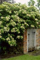 Hydrangea anomala subsp petiolaris, poussant sur un vieux mur et une dépendance à Cerne Abbas, Dorset