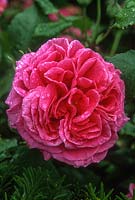 Rosa 'Madame Isaac Pereire', gros plan de fleur rose bourbon rose vif. David Austin Roses
