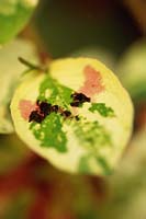 Persicaria virginiana var. 'Palette de peintres', gros plan de feuilles panachées