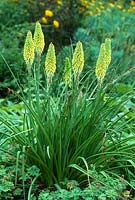 Kniphofia 'La fierté de Percy' - Red hot pokers