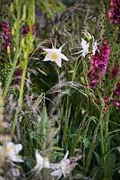 Aquilegia 'Kristall', Deschampsia caespitosa et Verbascum 'Petra '. The Cloudy Bay et Bord na Mona garden, Chelsea Flower Show 2015