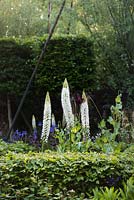 Poteaux en acier, entourés d'Eremurus himalaicus, haie de fagus sylvatica. The Living Legacy Garden. RHS Chelsea Flower Show 2015