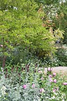 Styrax japonicus sous-planté de Lysimachia 'Beaujolais', Artemisia absinthium 'Lambrook Silver' et Rosa 'Louise Odier', The M and G Garden, The Retreat, RHS Chelsea Flower Show 2015