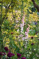 Digitalis purpurea 'L'abricot de Sutton '. Le jardin M et G. RHS Chelsea Flower Show 2015