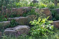Jardin Laurent-Perrier Chatsworth, détail de la rocaille. Les plantes comprennent le campion, la consoude, les fraises alpines et le Polygonatum x hybridum
