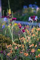 Geum 'Totally Tangerine' et Cirsium rivulare 'Atropupureum '. The Homebase Garden - Urban Retreat. RHS Chelsea Flower Show 2015