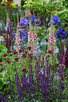 Le Morgan Stanley Healthy Cities Garden Verbsacum, Lupinus Masterpiece, Iris, Cirsium rivulare. Plantation de jardin Cottage