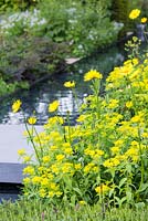 Le jardin télégraphique. Vue d'un ruisseau avec Doronicum x excelsum 'Harpur Crewe' et Euphorbia oblongata au premier plan.