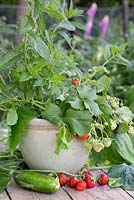 Pot contenant trois ingrédients essentiels prêts pour la récolte: menthe, concombre et fraise.