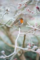 Robin assis sur une branche de Hamamelis x intermedia 'Robert', décembre, Hampshire