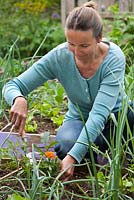 Femme plantant des annuelles en fleurs - Tagetes patula dans un parterre de fleurs pour attirer les insectes utiles et favoriser la pollinisation.