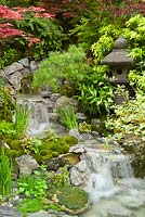 Edo no Niwa - Jardin d'Edo. Jardin japonais - Une cascade s'écoule à travers les rochers et la plantation de textures vertes d'Iris sibirica cv et de coussinets de mousse en coussin